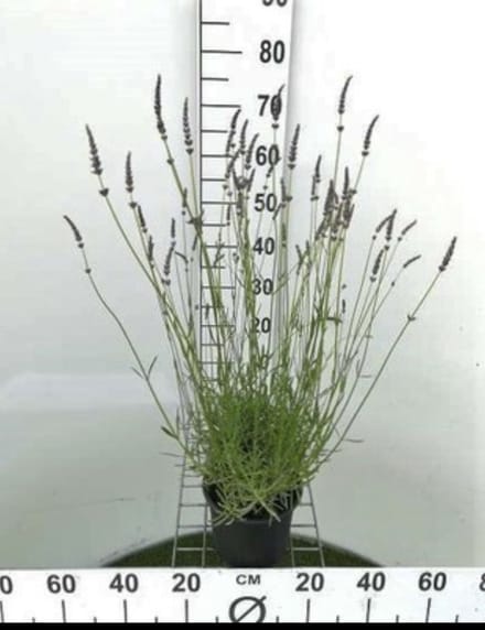 Lavandula int. 'Grosso' - Lavandin, Lavendel In pot 3 liter