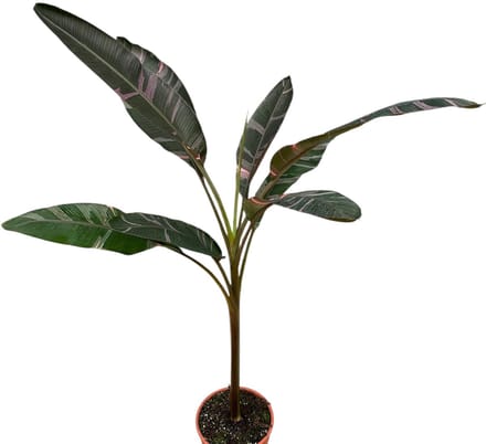 Musa nono - Kamerplant - Potmaat Ø27 cm