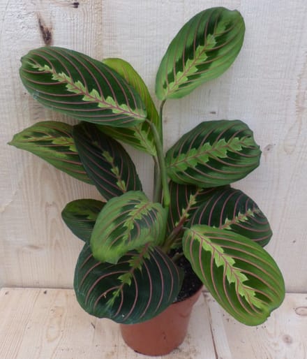 Warentuin natuurlijk - Maranta Leuconeura Fascinator Tiengebodenplant