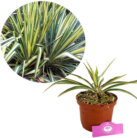 Yucca filamentosa ‘Color Guard’ – Palmlelie – ±30 cm hoog – 2L pot