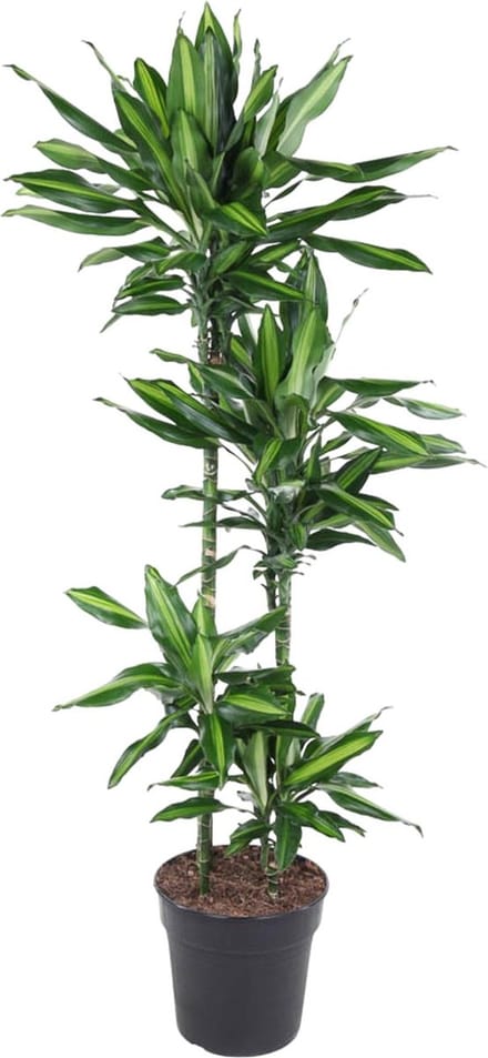 Dracaena Cintho - 150 cm - ø27