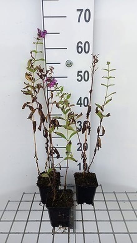 6x Vlambloem - Phlox (p) 'The King' | 9x9 cm pot