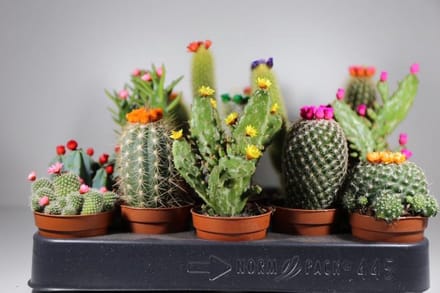 Succulux Cactussen Mix met Strobloemen - 10 Cactussen Ø 5,5 cm Pot
