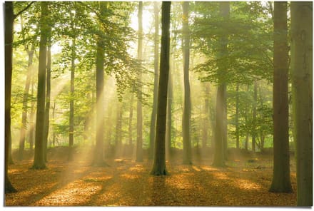 Poster Sunbeam Forest - 61 x 91,5 - Papier - REINDERS