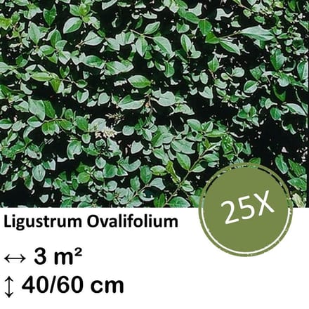 Green Harmony| Ligustrum Ovalifolium - Kale wortel