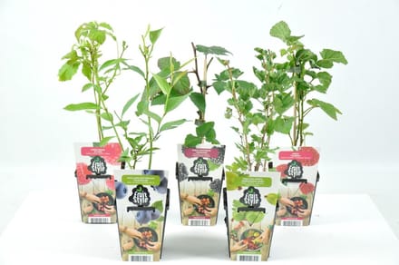Mini Fruitplanten mix - set van 5 verschillende soorten fruit - hoogte 30-40 cm