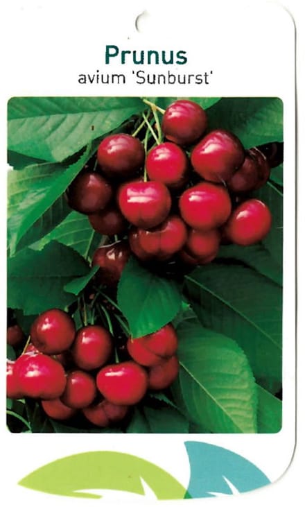 Oosterik home - Prunus Avium Sunburst