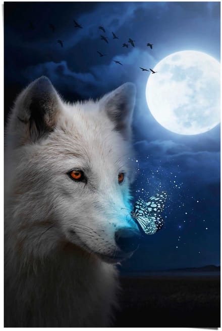 Poster Witte Wolf - 91,5 x 61 - Papier - REINDERS
