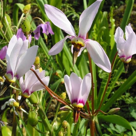 6 x Dodecatheon Meadia -  Twaalfgodenkruid pot 9x9cm