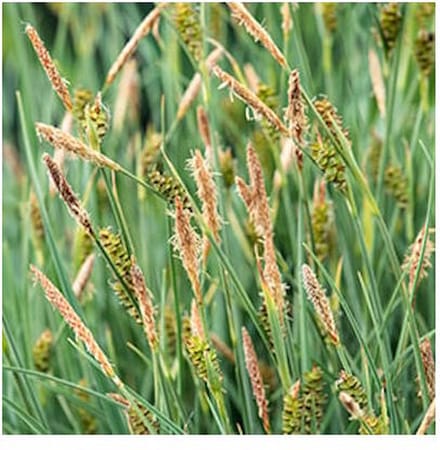 Moerings Phragmites Australis | Riet | In 9CM pot