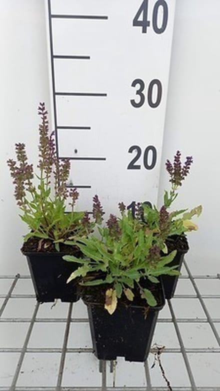 6x Struiksalie - Salvia nem. 'Marcus'® | 9x9 cm pot