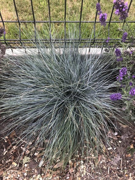 6 x Festuca Glauca - Zwenkgras in pot 9 x 9 cm