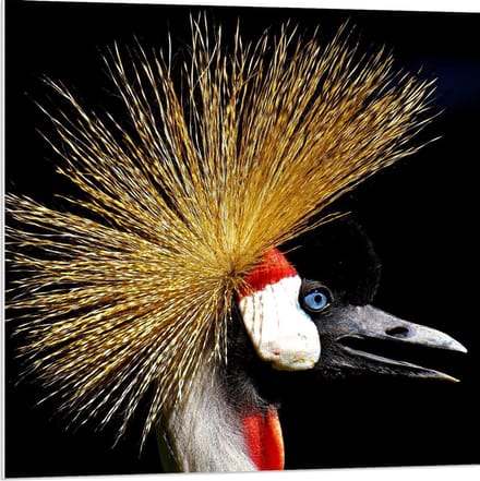 Forex - Gekroonde Kraan Kop - 80x80cm Foto op Forex