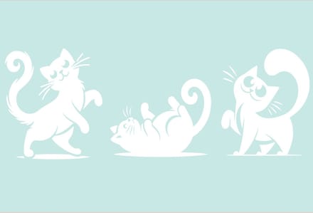 Raam - muur - wall art - stickers grappige katten - poezen - kittens