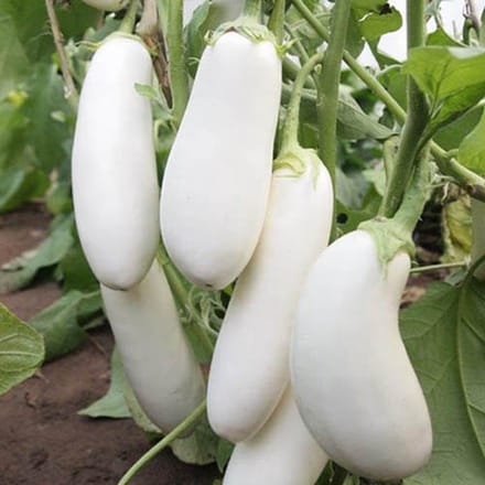 Aubergine zaden - Aubergine Halflange witte