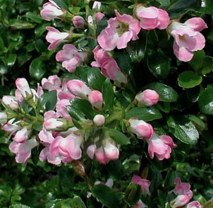 Escallonia 'Apple Blossom' 40 - 50 cm in pot