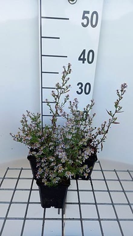 6x Aster - Aster eric. 'Erlkönig' | 9x9 cm pot