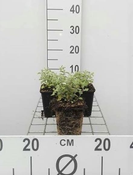 6x Kattekruid - Nepeta faassenii | 9x9 cm pot