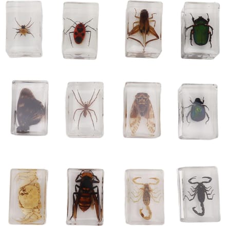 12 Stuks Echte Insecten Specimens Transparante Hars Wetenschappelijk Onderwijs Klaslokaal Insect Specimen Monster gray