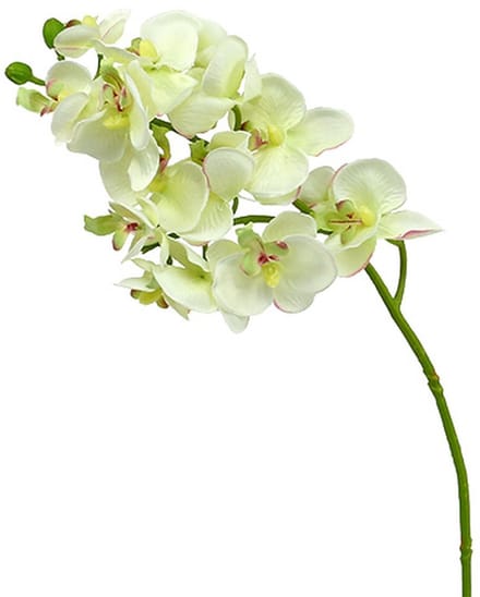 Orchidee lichtgroen 56cm 6st, 6 Stück