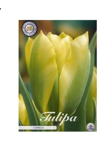 Dutch Finest Quality bloembollen Tulpen 10 stuks Tulp Viridiflora Formosa x7 12/+s
