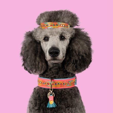 Indian Summer Hondenhalsband L (Halsomvang 40-47 cm / 4 cm)