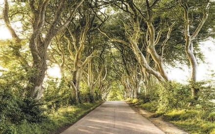 Fotobehang - Golden Hedges 400x250cm - Vliesbehang