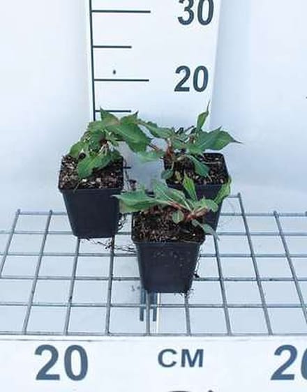 6x Duizenknoop - Persicaria ampl. 'Fat Domino' | 9x9 cm pot