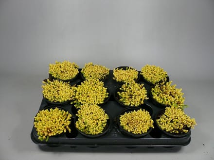 Sedum acre - 36 stuks (9cm)