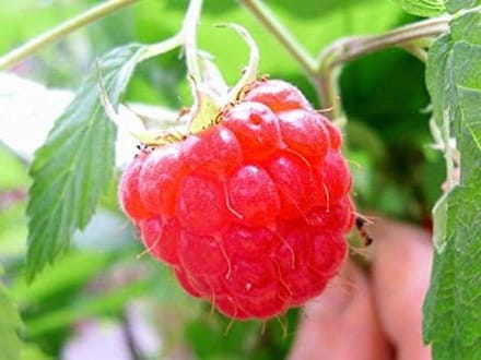 Frambozenplant - Fruitstruik - Eigen Fruit Kweken - Grote Sappige Vruchten - 30 Centimeter - Groen