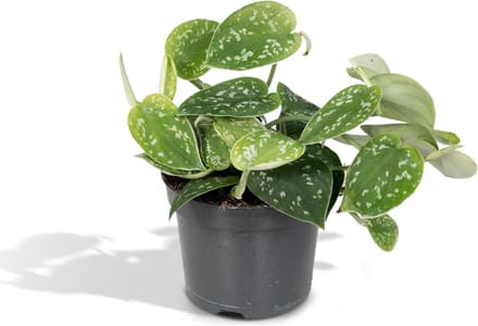 Scindapsus Pictus - Epipremnum - 15cm - Ø12