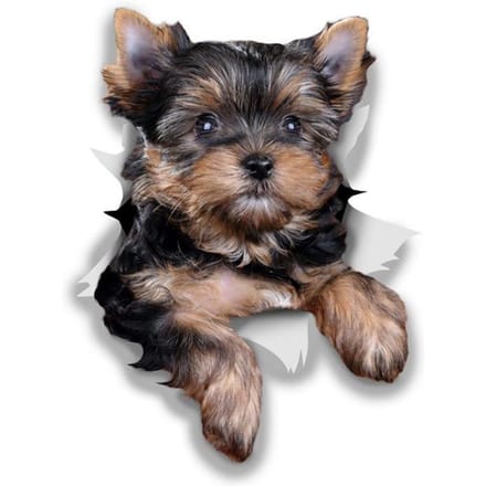 Vinyl Sticker Leuke Yorkshire Terriër Hond Auto Sticker Waterdicht Op Bumper Achterruit 12CM black