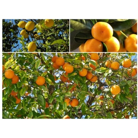 Set van 4 Citrus planten met Limon en Calamondin