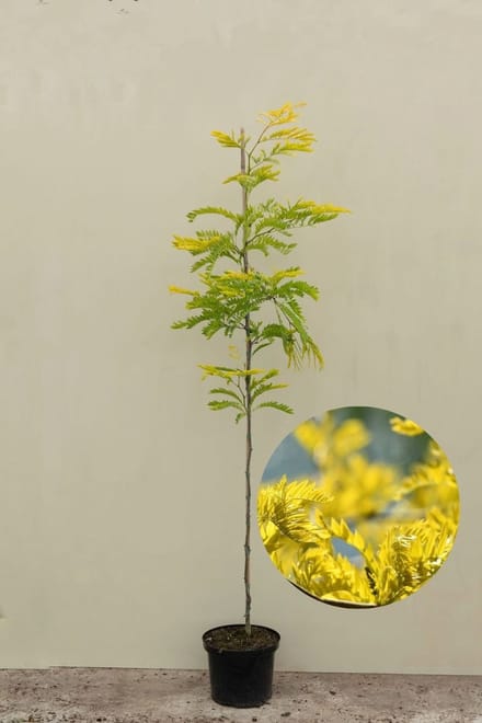Jonge Gele Valse Christusdoorn Boom | Gleditsia triacanthos 'Sunburst' | 100-150cm hoogte