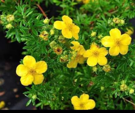 2 x Potentilla frut. 'Goldfinger' - Struikganzerik, Heesterganzerik, 20- 25 cm in pot