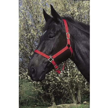 Halster voor paarden Riding World