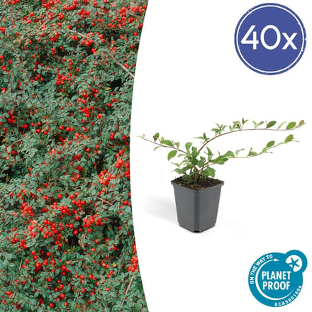 Green Harmony| Cotoneaster dam. 'Major' - 25cm - Ø9cm