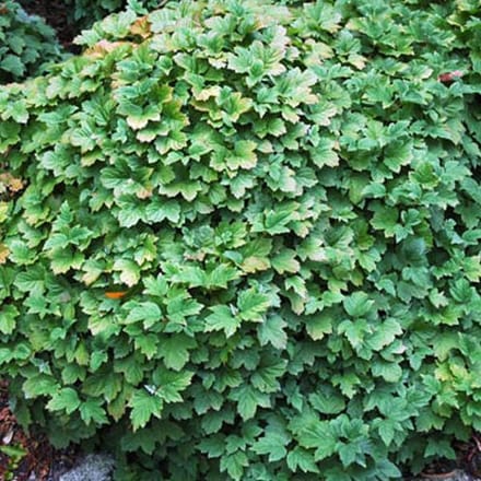 Viburnum Opulus 'Nanum' - Gelderse roos 25-30 cm pot
