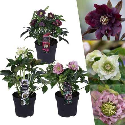 Green Harmony| Helleborus Specials - 3 x Ø 14 cm - ↨ 25 cm