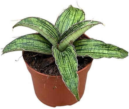 Sansevieria Cleopatra Kamerplant Potmaat Ø10,5 cm |Vers Van De Kweker