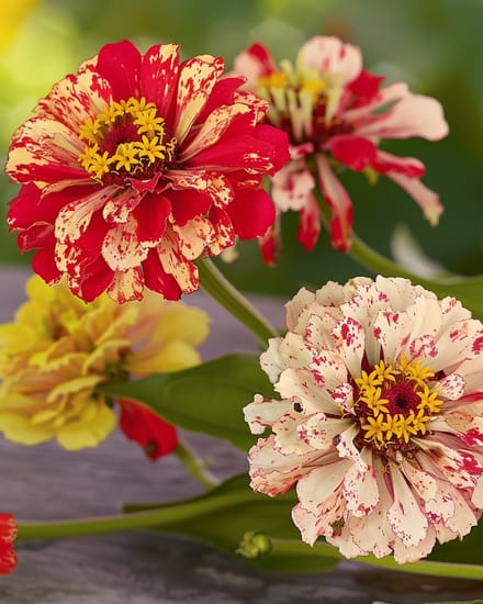 Zinnia Peppermint Stick Zaden Zinnia Elegans Eenjarig