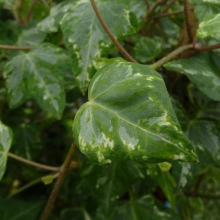 Hedera Helix 'Kolibri' - Klimop 50-60 cm pot