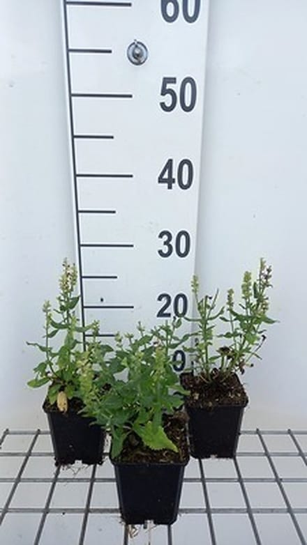 6x Struiksalie - Salvia nem. 'Sensation Medium White' | 9x9 cm pot
