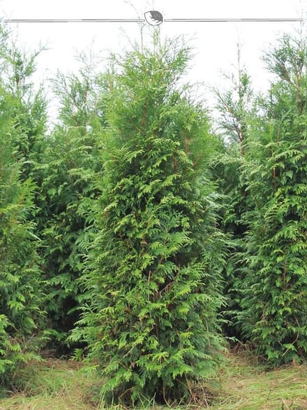 Levensboom Thuja plicata Atrovirens 180-200 cm, 5x Haagplant