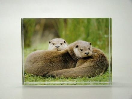 Foto Glasblokje Otter – Ingegraveerd Glas, Kleurrijk en Sfeervol