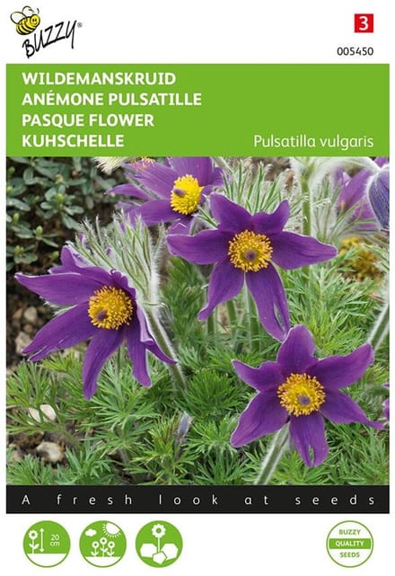 Pulsatilla vulgaris (wildemanskruid)