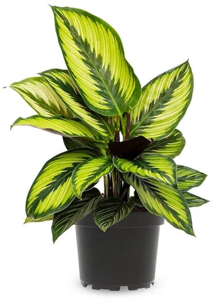 JUNAVERA Calathea Beauty Star | In 12 cm pot