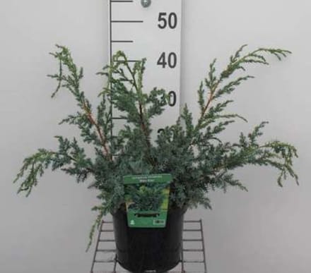 Juniperus chinensis 'Blue Alps' - Chinese Jeneverbes 25 - 30 cm