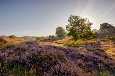 Fotobehang Heide op de Posbank 250 x 260 cm - € 175,--