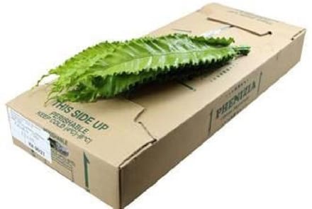 10x Sg asplenium osaka 50cm